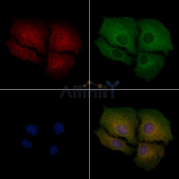 LRP3 Antibody - DF4146 staining A549 cells by IF/ICC.