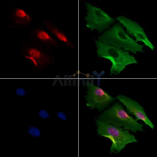 MDFI Antibody - DF4193 staining A549 cells by IF/ICC.