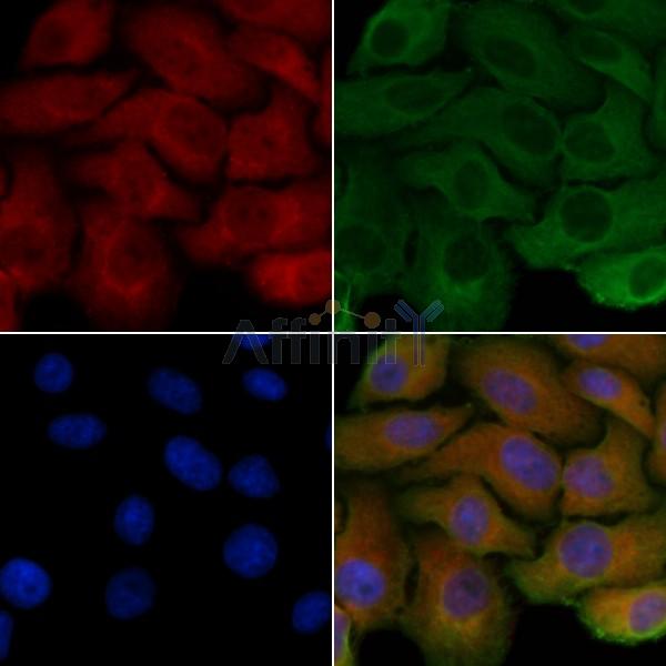 PDRG1 Antibody - DF4273 staining Hela cells by IF/ICC.