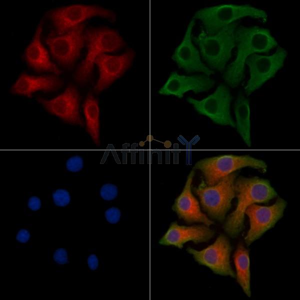 PARD6B Antibody - DF4277 staining Hela cells by IF/ICC.