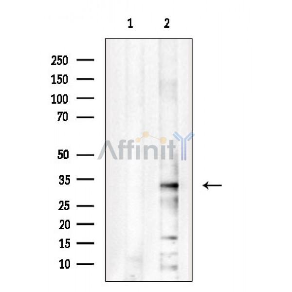 PITPNB Antibody - Western blot analysis of extracts from P19 cells, using PITPNB Antibody.