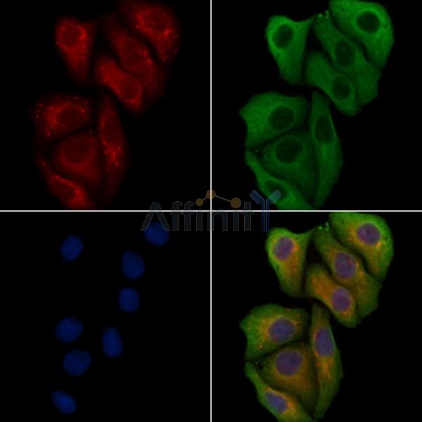 APOBEC4 Antibody - DF4360 staining Hela cells by IF/ICC.
