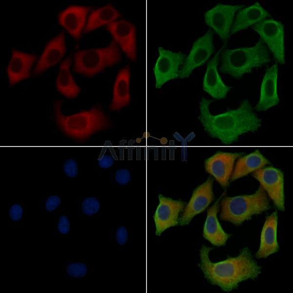 G3BP2 Antibody - DF4387 staining Hela cells by IF/ICC.
