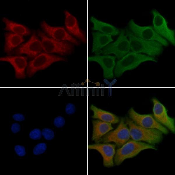 RRAGC Antibody - DF4394 staining Hela cells by IF/ICC.