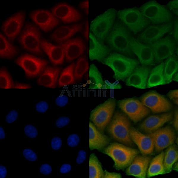 ULK3 Antibody - DF4479 staining Hela cells by IF/ICC.