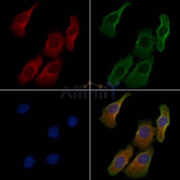 UBAC1 Antibody - DF4598 staining Hela cells by IF/ICC.