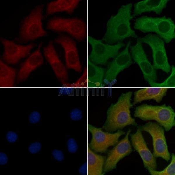 VPS26B Antibody - DF4606 staining Hela cells by IF/ICC.