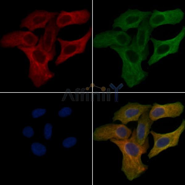 Cytochrome P450 4F11 Antibody - DF4750 staining Hela cells by IF/ICC.