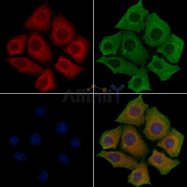 BTLA Antibody - DF4812 staining Hela cells by IF/ICC.
