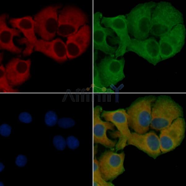 IL21 Antibody - DF4818 staining Hela cells by IF/ICC.