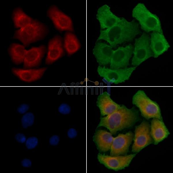 FAM3D Antibody - DF4832 staining Hela cells by IF/ICC.