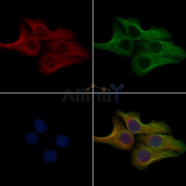 PLG Antibody - DF4837 staining Hela cells by IF/ICC.