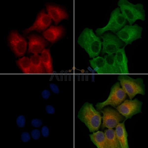 HTR5B Antibody - DF4849 staining Hela cells by IF/ICC.