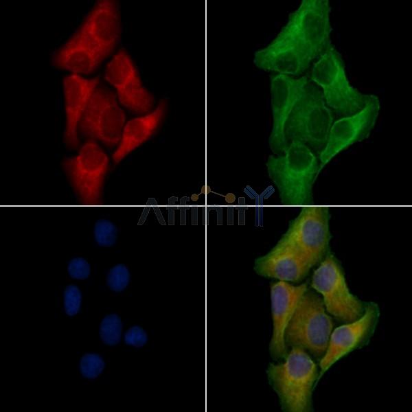 GPR17 Antibody - DF4966 staining Hela cells by IF/ICC.