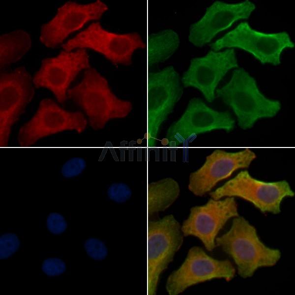 OR10J6 Antibody - DF5008 staining Hela cells by IF/ICC.