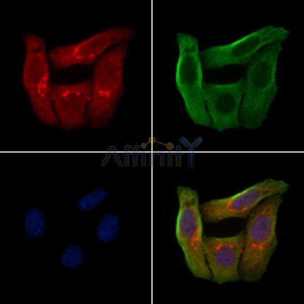 OR2AJ1 Antibody - DF5014 staining Hela cells by IF/ICC.
