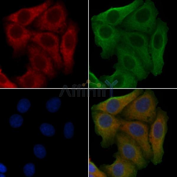 OR52D1 Antibody - DF5027 staining Hela cells by IF/ICC.