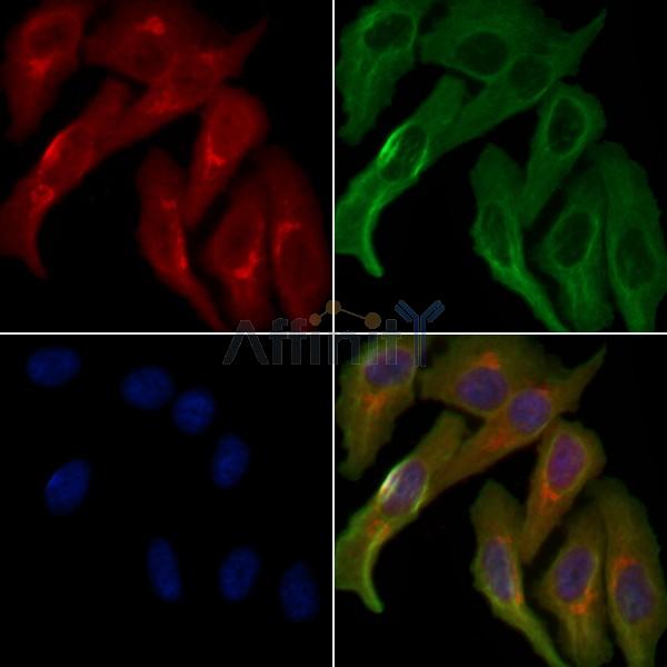OR52E1 Antibody - DF5028 staining Hela cells by IF/ICC.