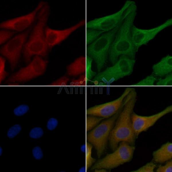 OR6C68 Antibody - DF5037 staining Hela cells by IF/ICC.