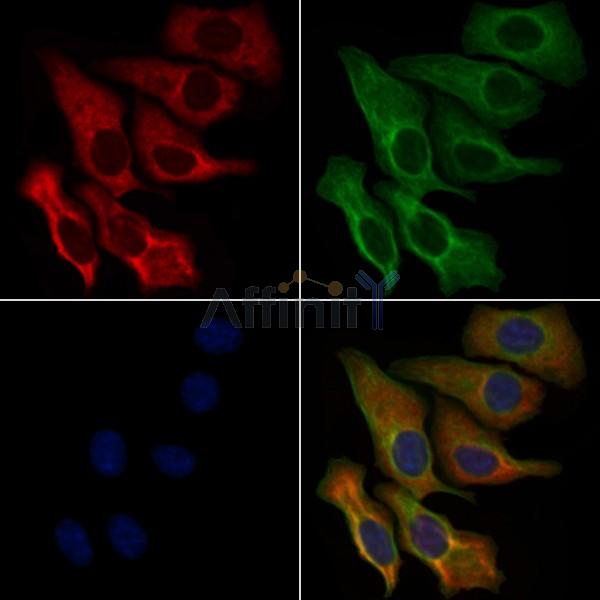 OR89 Antibody - DF5040 staining Hela cells by IF/ICC.