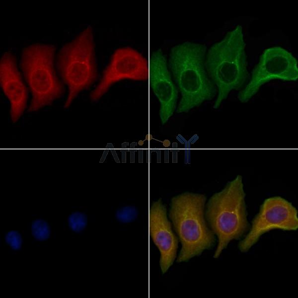 OR10V1 Antibody - DF5054 staining Hela cells by IF/ICC.
