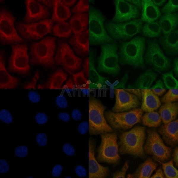 OR2T1 Antibody - DF5079 staining Hela cells by IF/ICC.