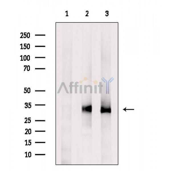OR2T1 Antibody - Western blot analysis of extracts from various samples, using OR2T1 Antibody.