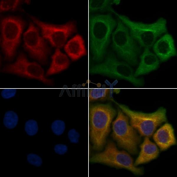 OR2Y1 Antibody - DF5081 staining Hela cells by IF/ICC.