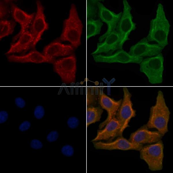 OR3A2 Antibody - DF5082 staining Hela cells by IF/ICC.