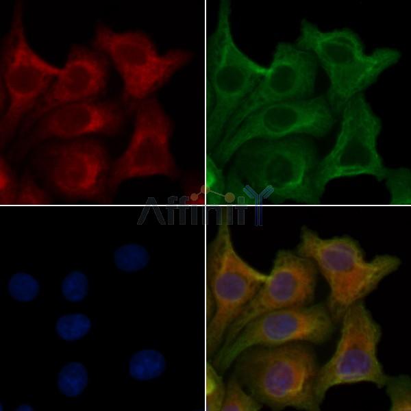 OR4D6 Antibody - DF5092 staining Hela cells by IF/ICC.