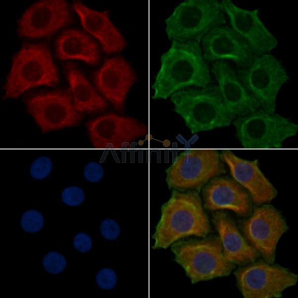 OR4F4 Antibody - DF5093 staining Hela cells by IF/ICC.
