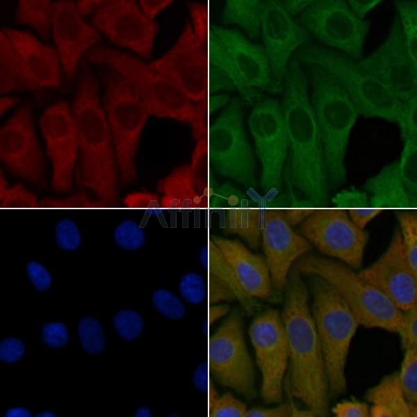 OR4K3 Antibody - DF5095 staining Hela cells by IF/ICC.