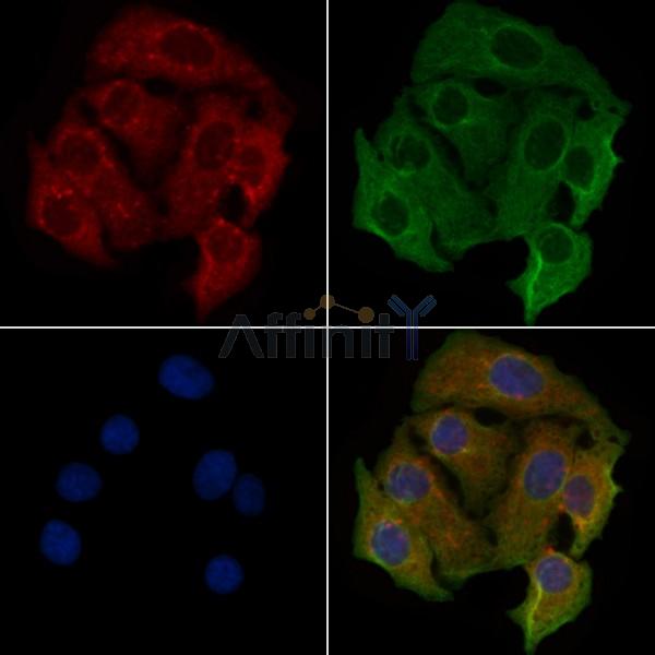 OR4L1 Antibody - DF5096 staining Hela cells by IF/ICC.