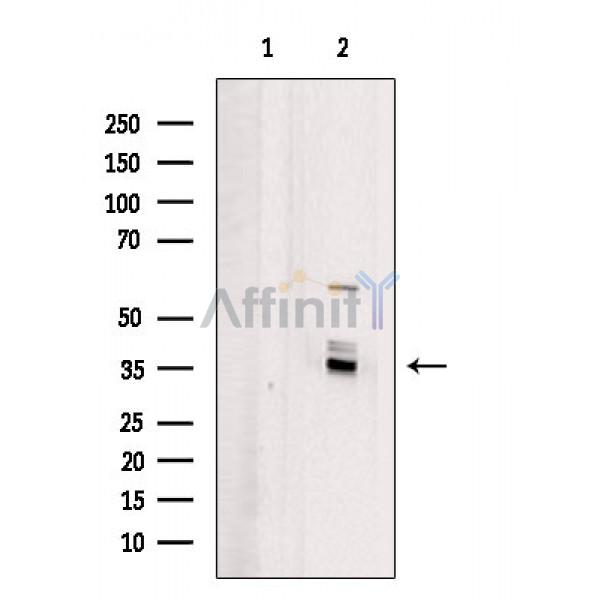 OR4X1 Antibody - Western blot analysis of extracts from A375 cells, using OR4X1 Antibody.