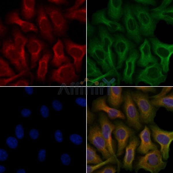 OR51A2 Antibody - DF5099 staining Hela cells by IF/ICC.