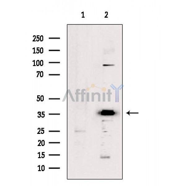 OR5D13 Antibody - Western blot analysis of extracts from Mouse heart, using OR5D13 Antibody.