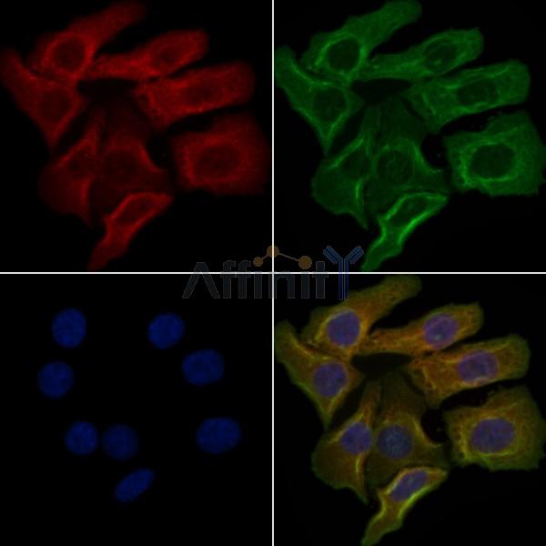 OR5F1 Antibody - DF5106 staining Hela cells by IF/ICC.