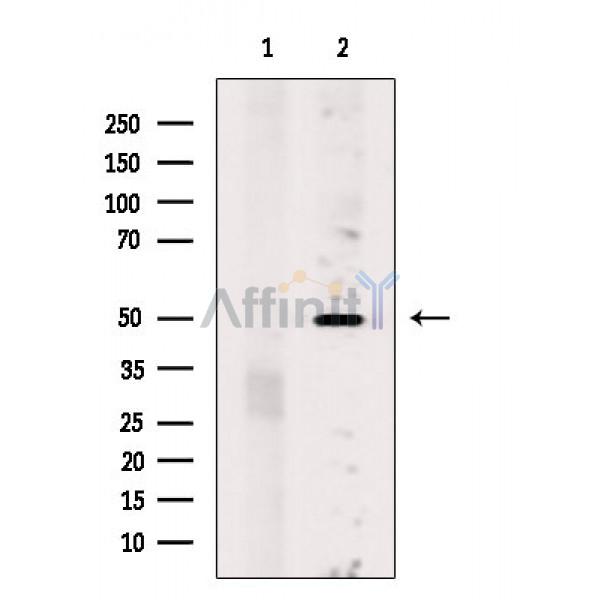 OR5K1 Antibody - Western blot analysis of extracts from Mouse heart, using OR5K1 Antibody.