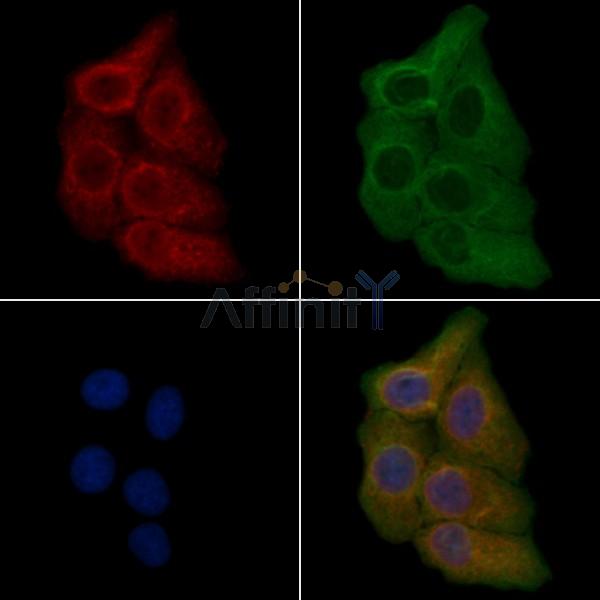 OR5M11 Antibody - DF5110 staining Hela cells by IF/ICC.