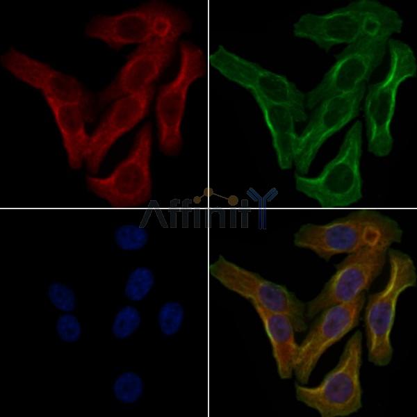 OR5W2 Antibody - DF5114 staining Hela cells by IF/ICC.
