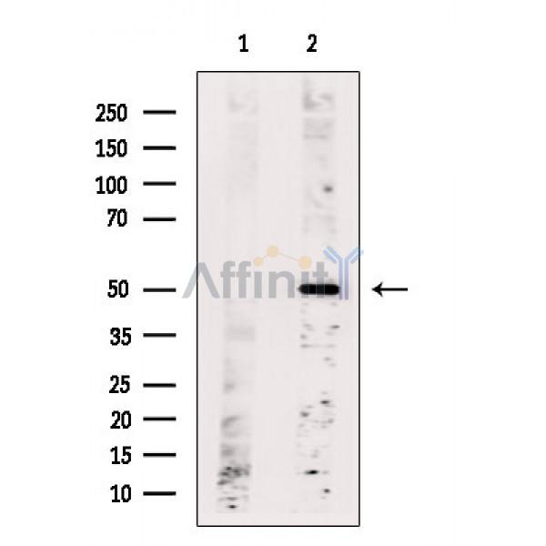 OR6C2 Antibody - Western blot analysis of extracts from Mouse heart, using OR6C2 Antibody.