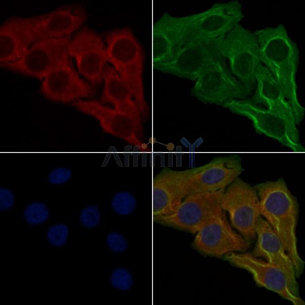 OR6C3 Antibody - DF5117 staining Hela cells by IF/ICC.