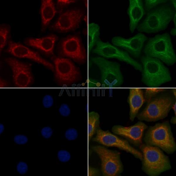 OR6T1 Antibody - DF5122 staining Hela cells by IF/ICC.