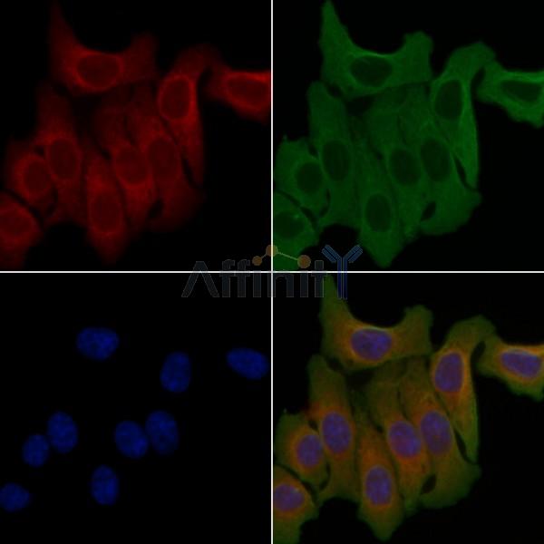 OR7A10 Antibody - DF5123 staining Hela cells by IF/ICC.