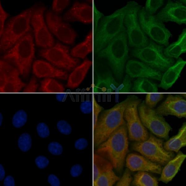 OR7C1 Antibody - DF5124 staining Hela cells by IF/ICC.