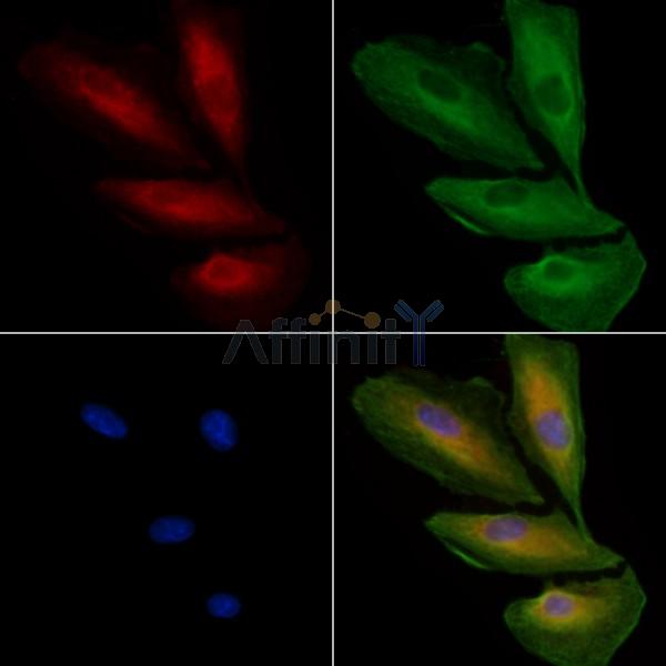 OR8J1 Antibody - DF5129 staining A549 cells by IF/ICC.