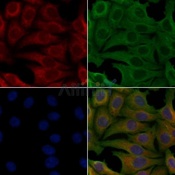 OR9A2 Antibody - DF5132 staining Hela cells by IF/ICC.