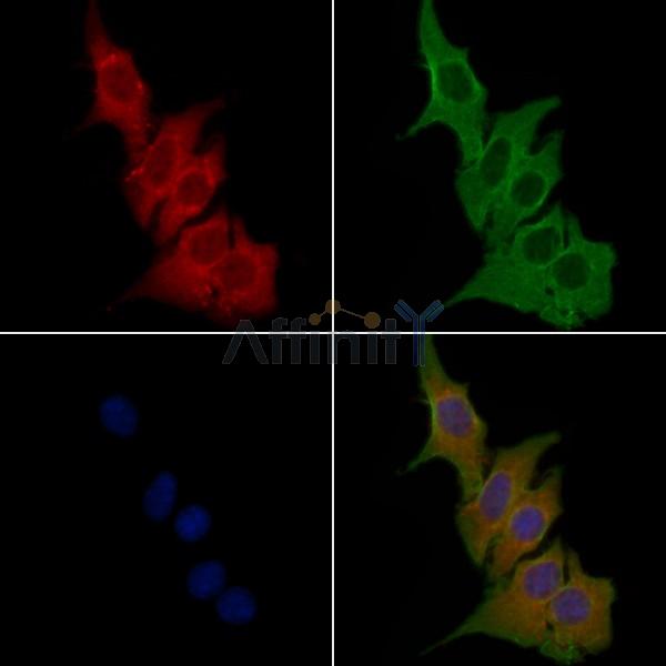 OR7E5P Antibody - DF5146 staining Hela cells by IF/ICC.