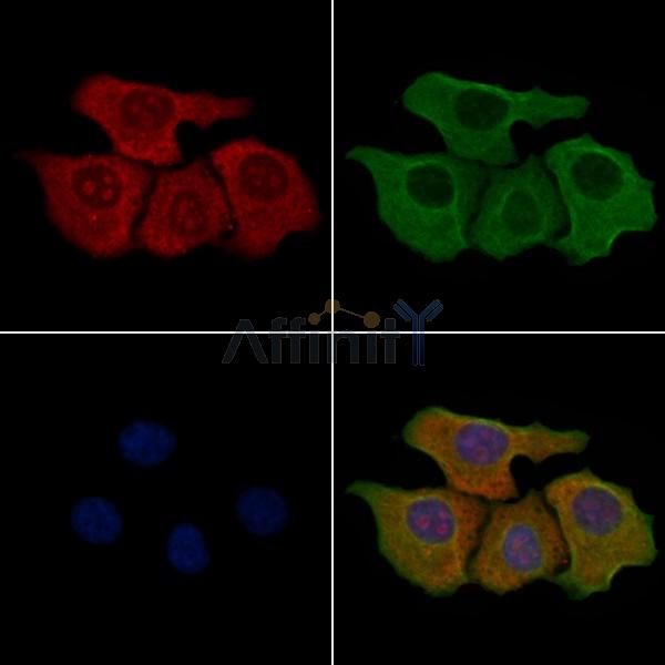 GPRC5A Antibody - DF5148 staining Hela cells by IF/ICC.