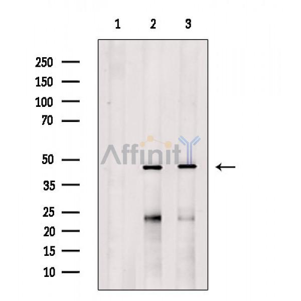 VN1R2 Antibody - Western blot analysis of extracts from various samples, using VN1R2 Antibody.